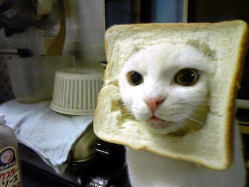 cat with its head through a slice of bread